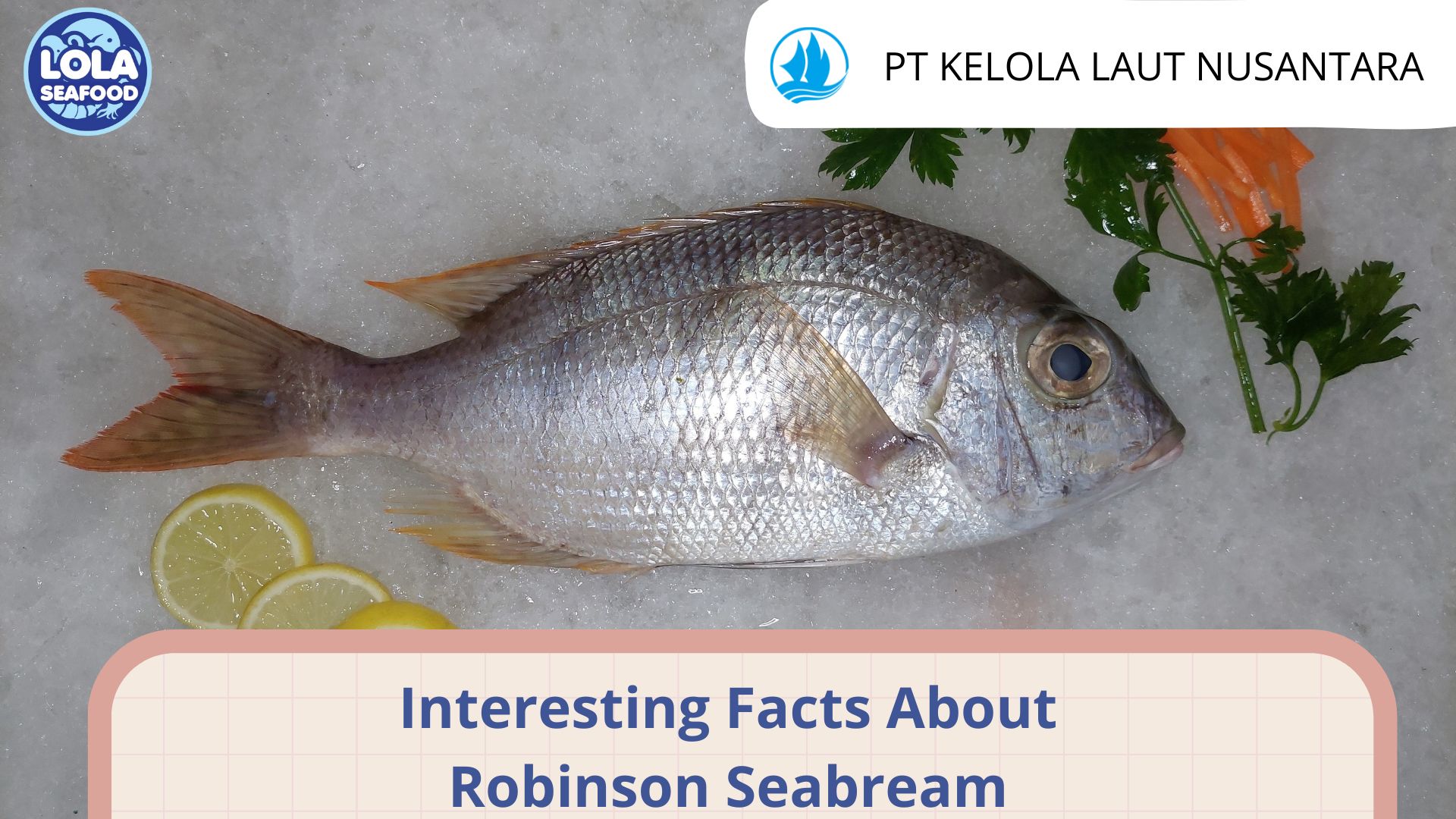 Here Are Interesting Facts About Robinson Seabream